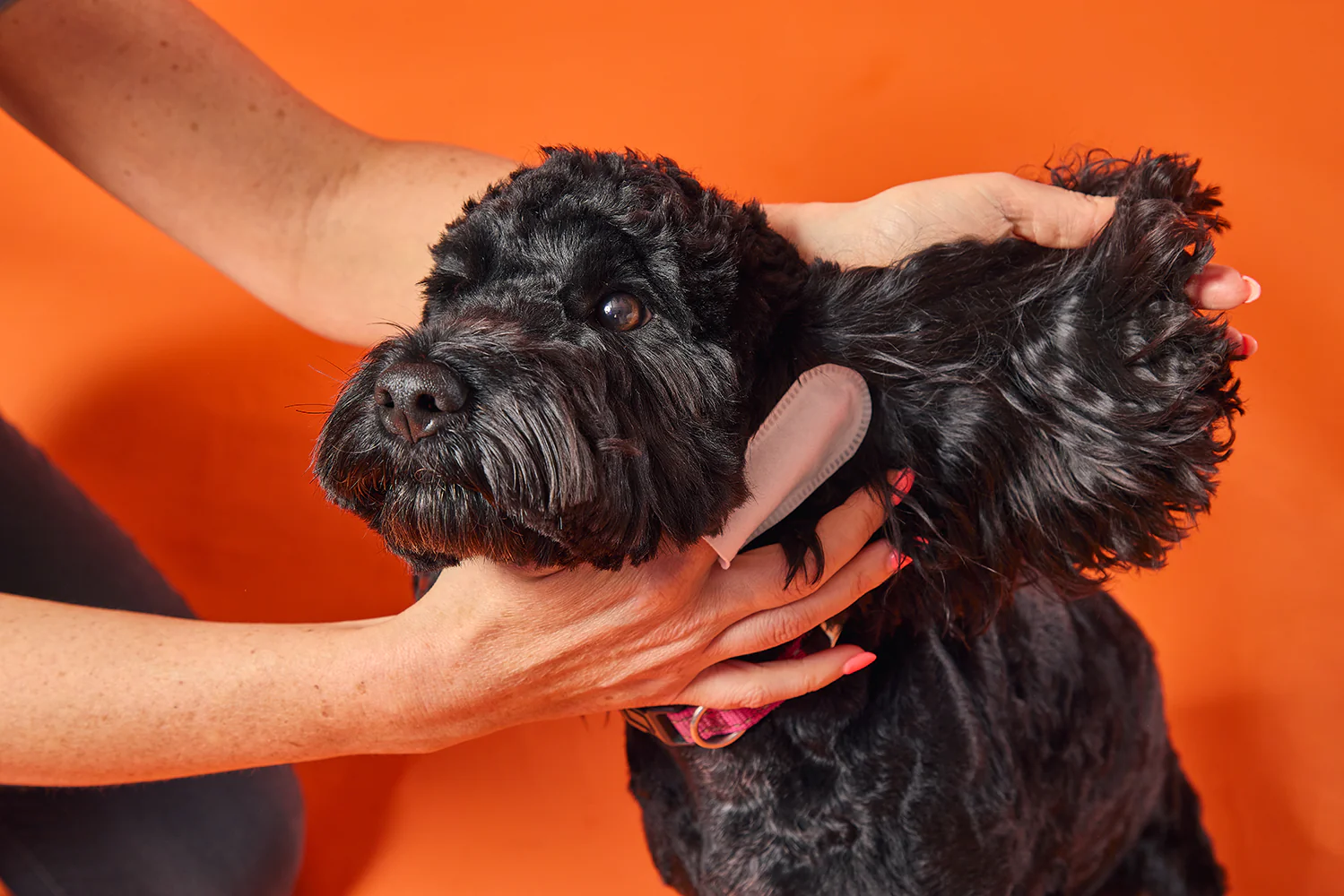 DOGSLIFE Dog Ear Cleaner Wipes - Image 6