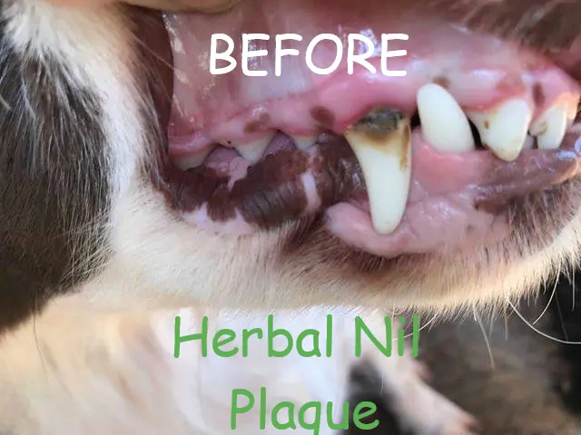 Nil Plaque Dental Powder - Image 4